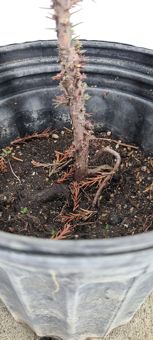 Giant Sequoia Pre-Bonzai, 1 Gallon Live Outdoor Tree