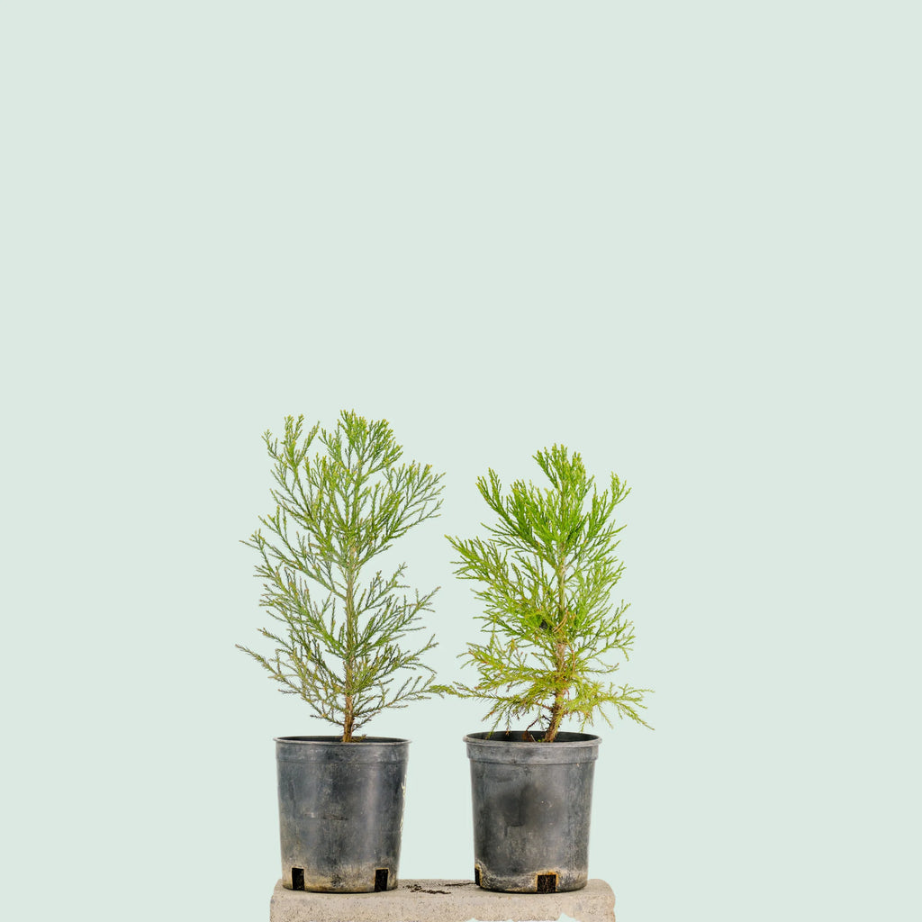 Pre-Bonsai Sequoia Tree in 1 Gallon Nursery Pot
