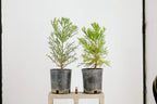 Peony Chinese Bonzai Pre-Bonzai Sequoia Tree, 1 Gallon Outdoor Starter Tree