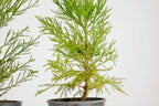 Peony Chinese Bonzai Pre-Bonzai Sequoia Tree, 1 Gallon Outdoor Starter Tree