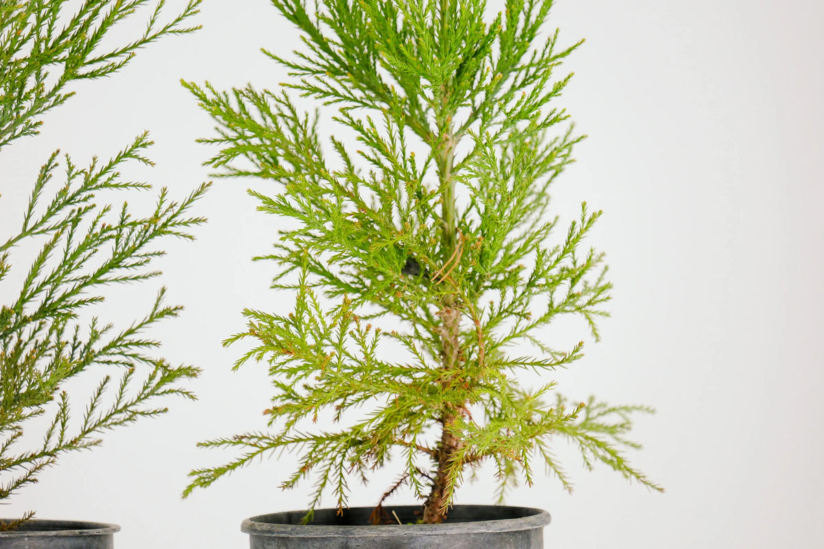 Peony Chinese Bonzai Pre-Bonzai Sequoia Tree, 1 Gallon Outdoor Starter Tree