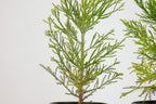 Peony Chinese Bonzai Pre-Bonzai Sequoia Tree, 1 Gallon Outdoor Starter Tree