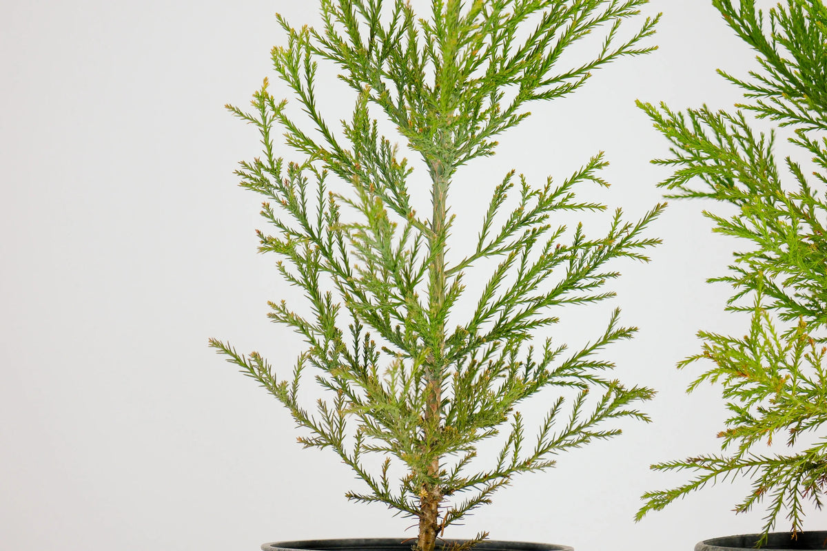 Peony Chinese Bonzai Pre-Bonzai Sequoia Tree, 1 Gallon Outdoor Starter Tree