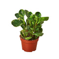 Peperomia Marble with marbled cream and green compact leaves