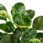 Peperomia 'Marble' Live Houseplant – Pet Safe, Easy Care Compact Desktop Plant