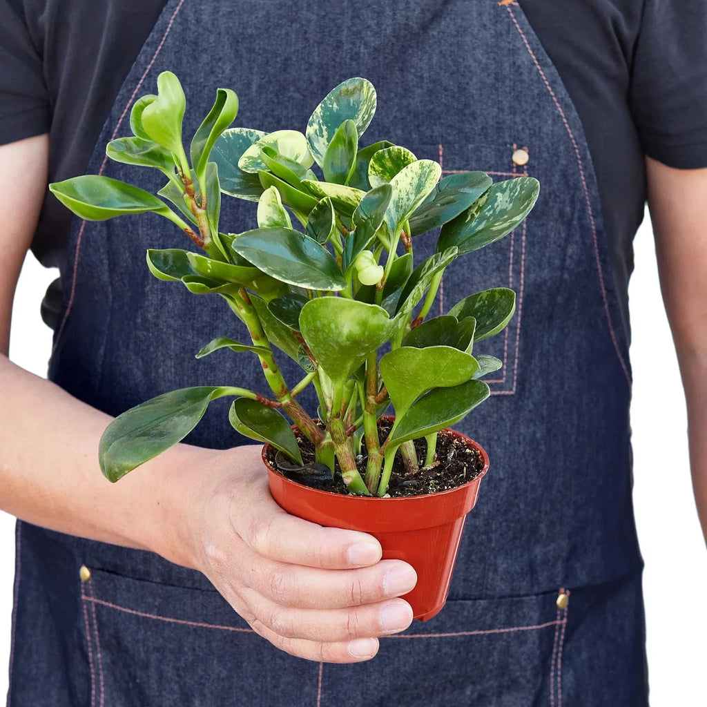 Peperomia 'Marble' Live Houseplant – Pet Safe, Easy Care Compact Desktop Plant
