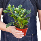 Peperomia 'Marble' Live Houseplant – Pet Safe, Easy Care Compact Desktop Plant