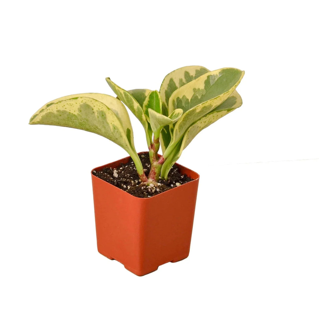 Peperomia 'Marble' Live Houseplant – Pet Safe, Easy Care Compact Desktop Plant