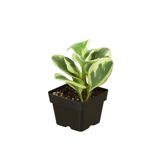 Peperomia 'Marble' Live Houseplant – Pet Safe, Easy Care Compact Desktop Plant