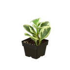 Peperomia 'Marble' Live Houseplant – Pet Safe, Easy Care Compact Desktop Plant