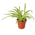 Reverse spider plant with green and cream ribbon leaves
