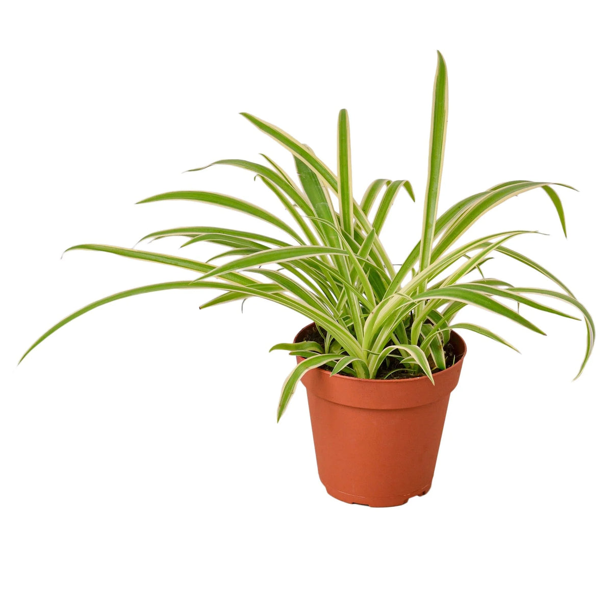 Reverse spider plant with green and cream ribbon leaves