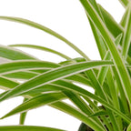 Reverse Spider Plant (Chlorophytum comosum) – Easy Care Live Houseplant