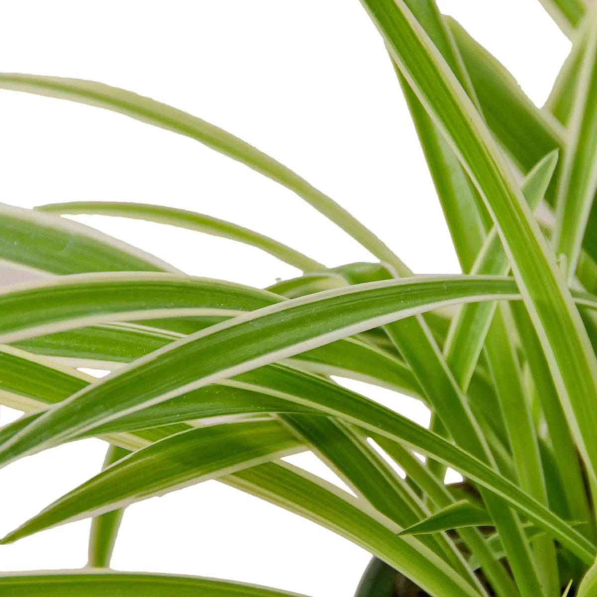 Reverse Spider Plant (Chlorophytum comosum) – Easy Care Live Houseplant