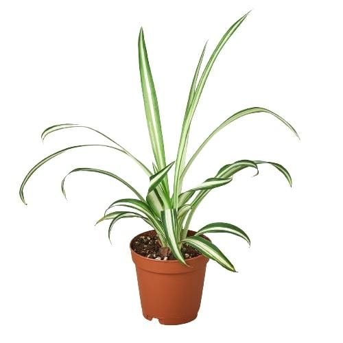 Reverse Spider Plant (Chlorophytum comosum) – Easy Care Live Houseplant