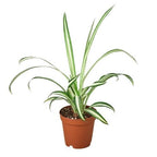 Reverse Spider Plant (Chlorophytum comosum) – Easy Care Live Houseplant