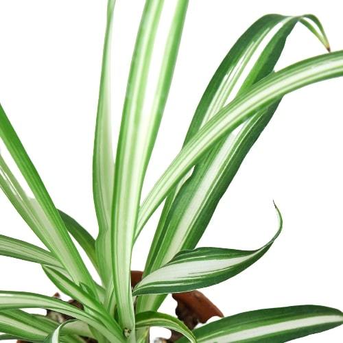 Reverse Spider Plant (Chlorophytum comosum) – Easy Care Live Houseplant