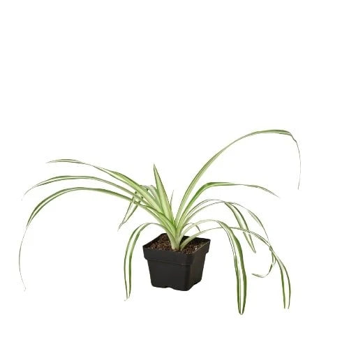 Reverse Spider Plant (Chlorophytum comosum) – Easy Care Live Houseplant