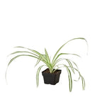 Reverse Spider Plant (Chlorophytum comosum) – Easy Care Live Houseplant