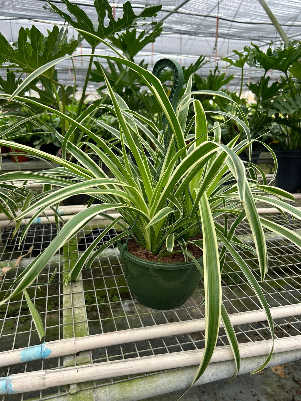 Reverse Spider Plant (Chlorophytum comosum) – Easy Care Live Houseplant