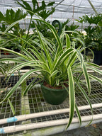 Reverse Spider Plant (Chlorophytum comosum) – Easy Care Live Houseplant
