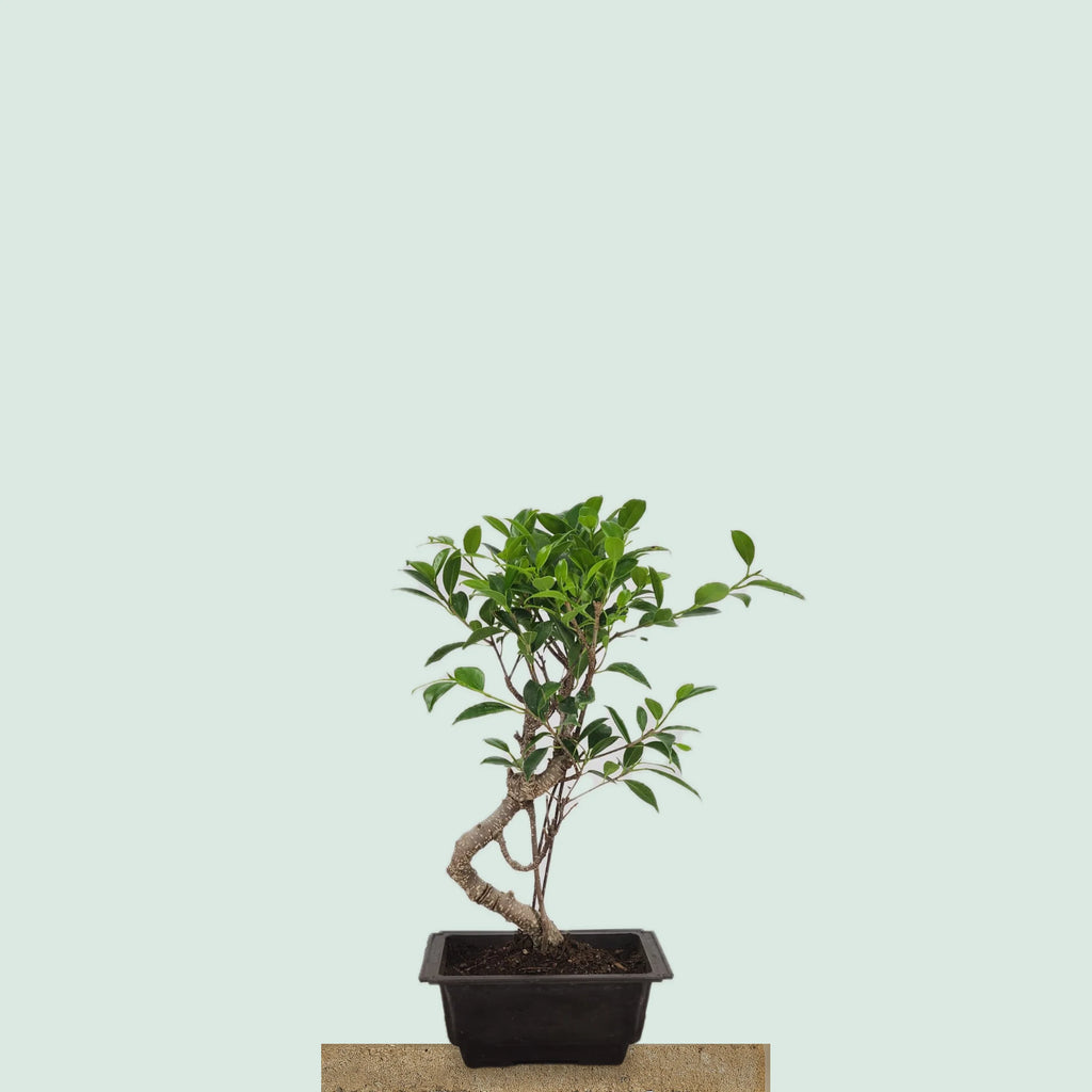 Tiger Bark Ficus bonsai tree with tiger-stripe bark, 16 inches