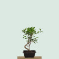 Tiger Bark Ficus bonsai tree with tiger-stripe bark, 16 inches