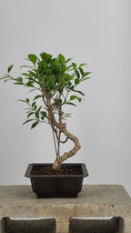 Tiger Bark Ficus Bonzai 16” – Easy Care Live Indoor Tree