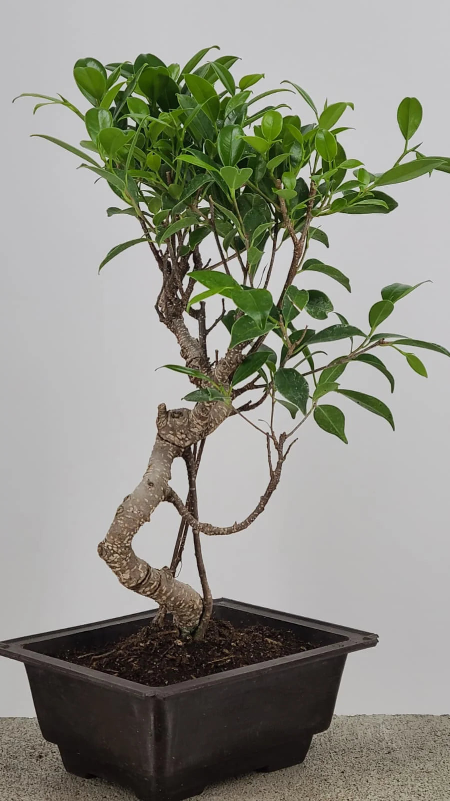 Tiger Bark Ficus Bonzai 16” – Easy Care Live Indoor Tree