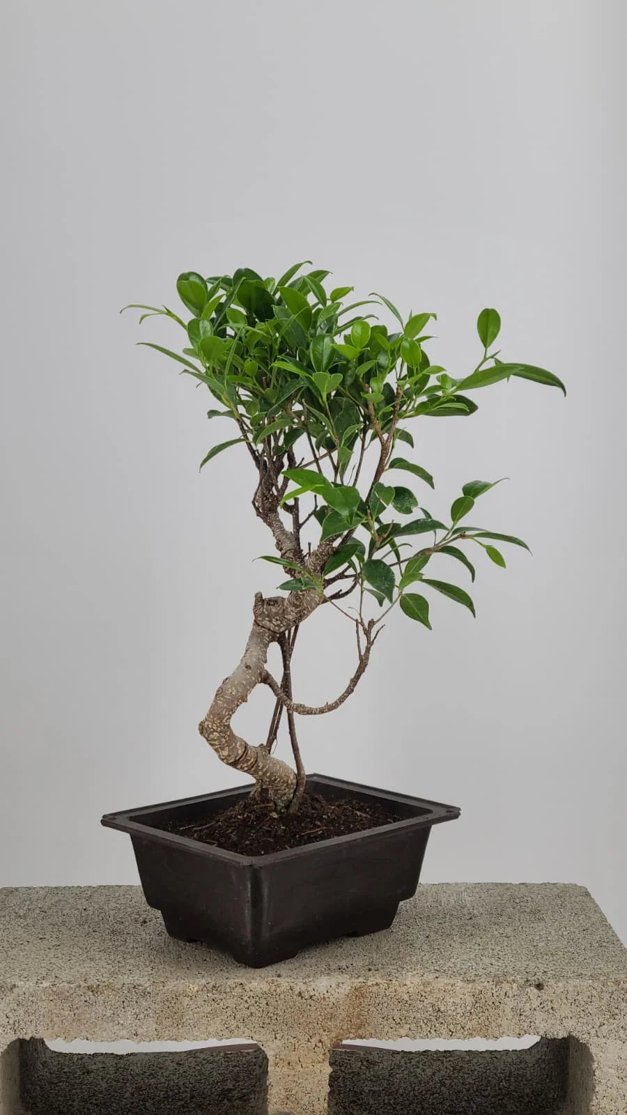 Tiger Bark Ficus Bonzai 16” – Easy Care Live Indoor Tree