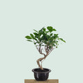 Tiger Bark Ficus bonsai tree with speckled S-curve trunk and green canopy
