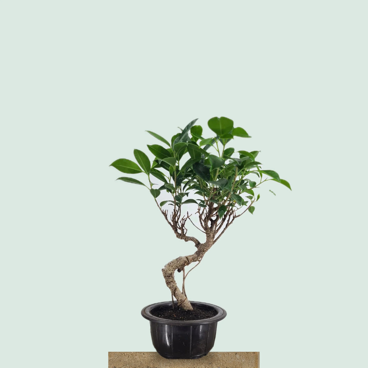 Tiger Bark Ficus bonsai tree with speckled S-curve trunk and green canopy