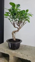Tiger Bark Ficus Bonzai Tree 11” in Round Training Pot – Easy Care Live Bonzai