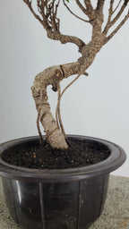 Tiger Bark Ficus Bonzai Tree 11” in Round Training Pot – Easy Care Live Bonzai