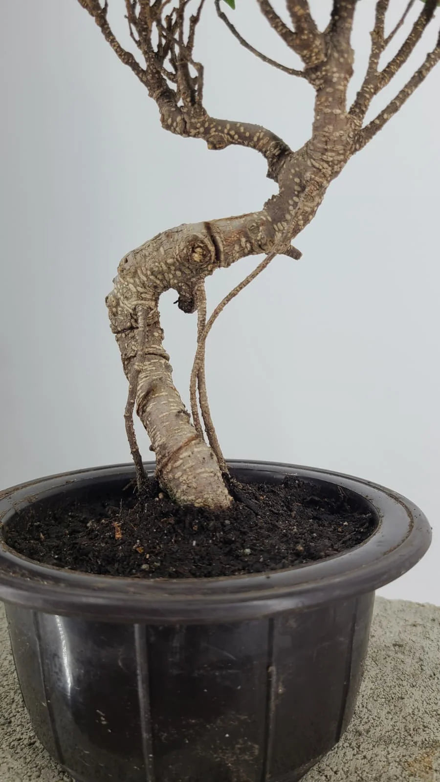 Tiger Bark Ficus Bonzai Tree 11” in Round Training Pot – Easy Care Live Bonzai