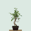 Tiger Bark Ficus bonsai tree with mottled striped trunk