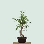 Tiger Bark Ficus bonsai tree with mottled striped trunk