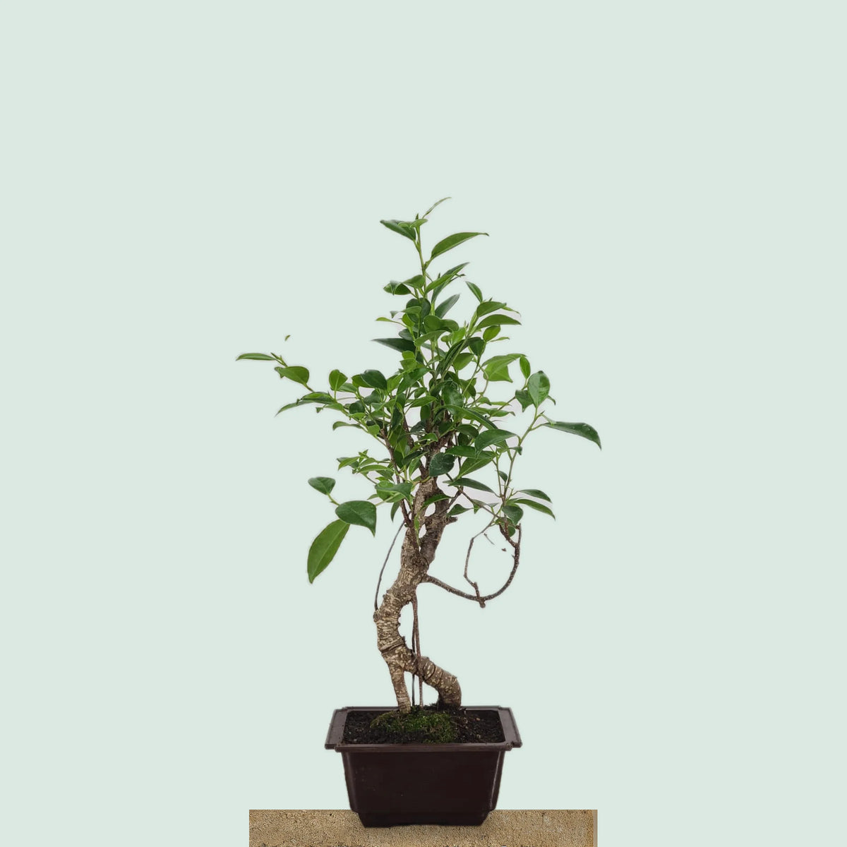 Tiger Bark Ficus bonsai tree with mottled striped trunk