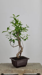 Tiger Bark Ficus Bonzai Tree 16” – Live Indoor Bonzai in Training Pot, Easy Care