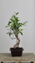 Tiger Bark Ficus Bonzai Tree 16” – Live Indoor Bonzai in Training Pot, Easy Care