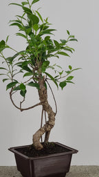 Tiger Bark Ficus Bonzai Tree 16” – Live Indoor Bonzai in Training Pot, Easy Care
