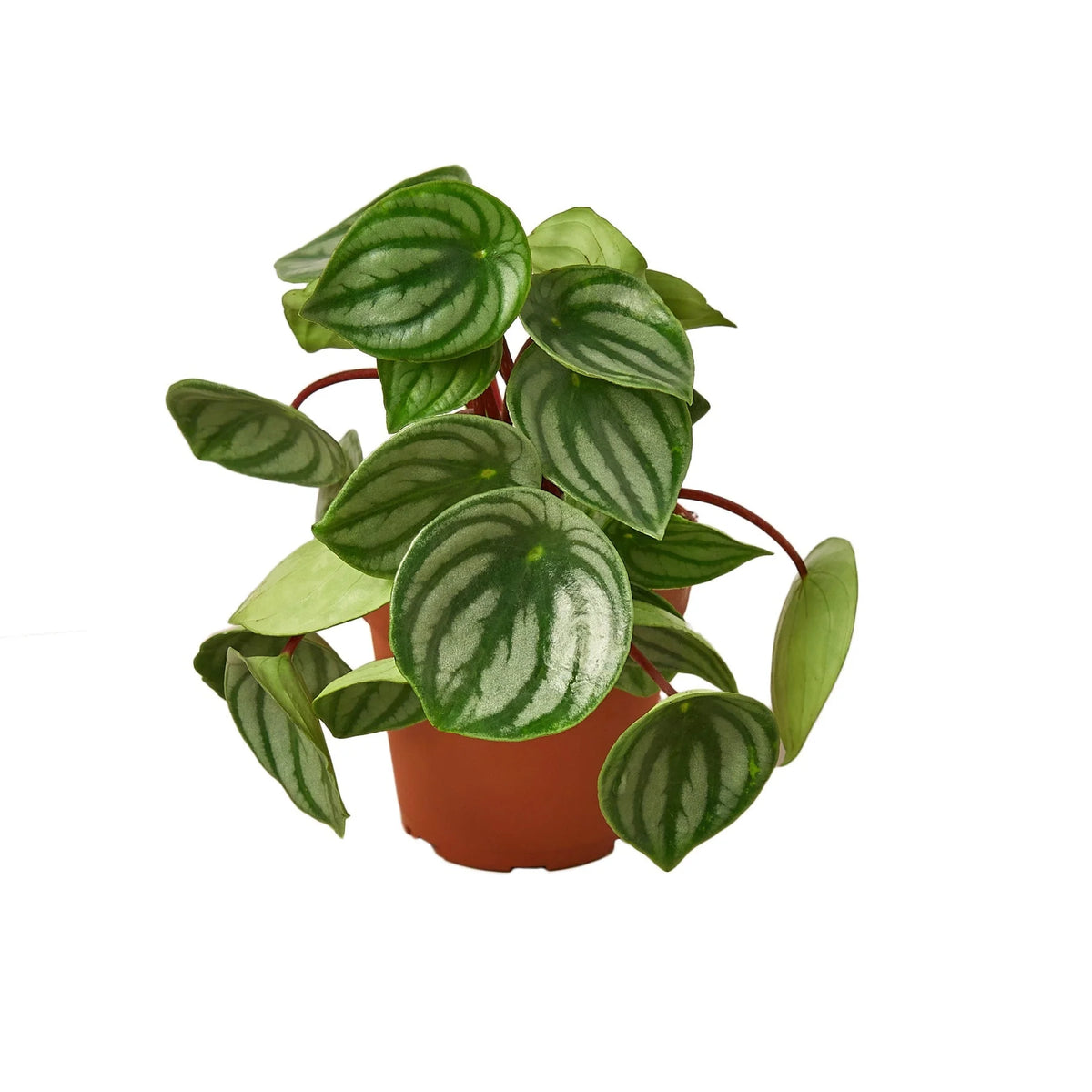Watermelon Peperomia with silver striped leaves and red stems
