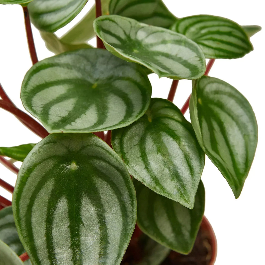 Watermelon Peperomia (Peperomia argyreia)